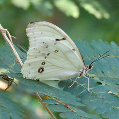 White Morpho (Morpho polyphemus)