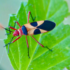 Dysdercus concinnus (Turk's Red Cap Bug)