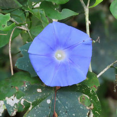 Japanese Morning (Glory Ipomoea nil)