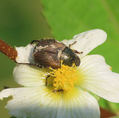 Strigoderma sulcipennis