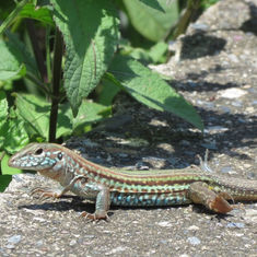 Aspidoscelis communis (Giant Colima Whiptail)