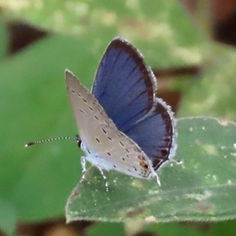 Eastern Tailed Blue (Cupido comyntas)