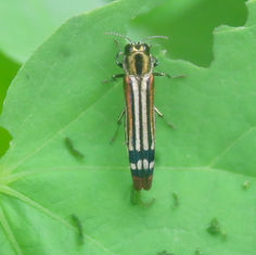 Agrilus catherinae