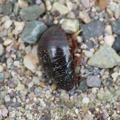Surinam Cockroach (Pycnoscelus surinamensis)