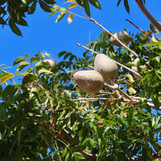 Honduras Mahogany (Swietenia humilis)