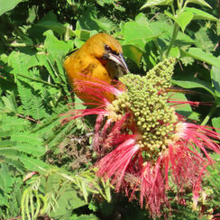 Streak-backed Oriole (Icterus pustulatus)