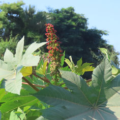 Ricinus communis (Castor Bean)