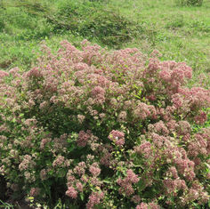 Salpianthus arenarius