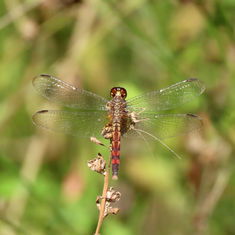Red-mantled Dragonlet (Erythrodiplax fervida)
