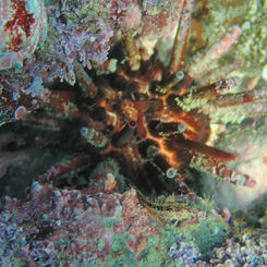 Slate Pencil Urchin (Eucidaris thouarsii )