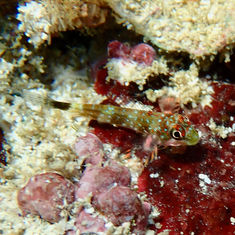 Carmine Triplefin (Axoclinus storeyae)