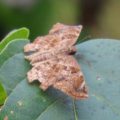 Common Spurwing (Antigonus erosus)