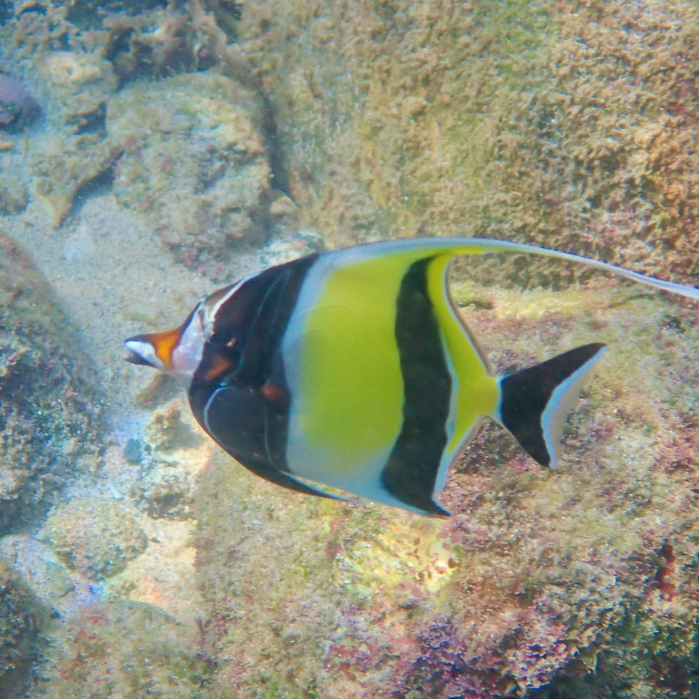 Ray-finned Fishes