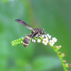 Eumeninae - Potter & Mason Wasps