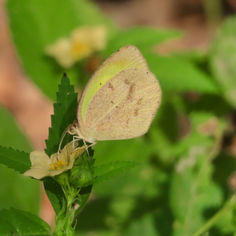 Barred Yellow (Eurema daira)