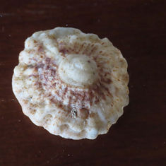 Crucibulum umbrella