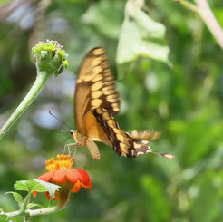 Western Giant Swallowtail (Heraclides Rumiko)