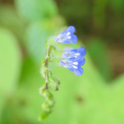 River Sage (Salvia misella)