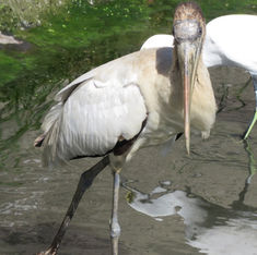 Wood Stork (Mycteria americana)