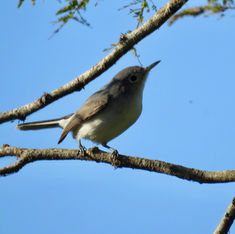 Blue-grey Gnatcatcher (Polioptila caerulea)