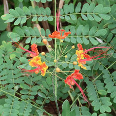 Peacock Flower (Caesalpinia pulcherrima)