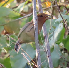 Blue Bunting (Female)