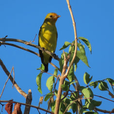 Western Tanager (Piranga ludoviciana)