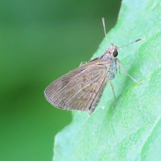 Saturnus Skipper (Callimormus saturnus)