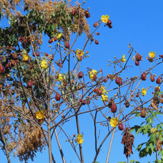 Buttercup Tree (Cochlospermum vitifolium)