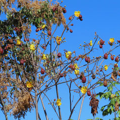 Buttercup Tree (Cochlospermum vitifolium)