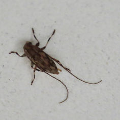 Flat-faced Longhorn Beetles (Tribe Acanthocinini)