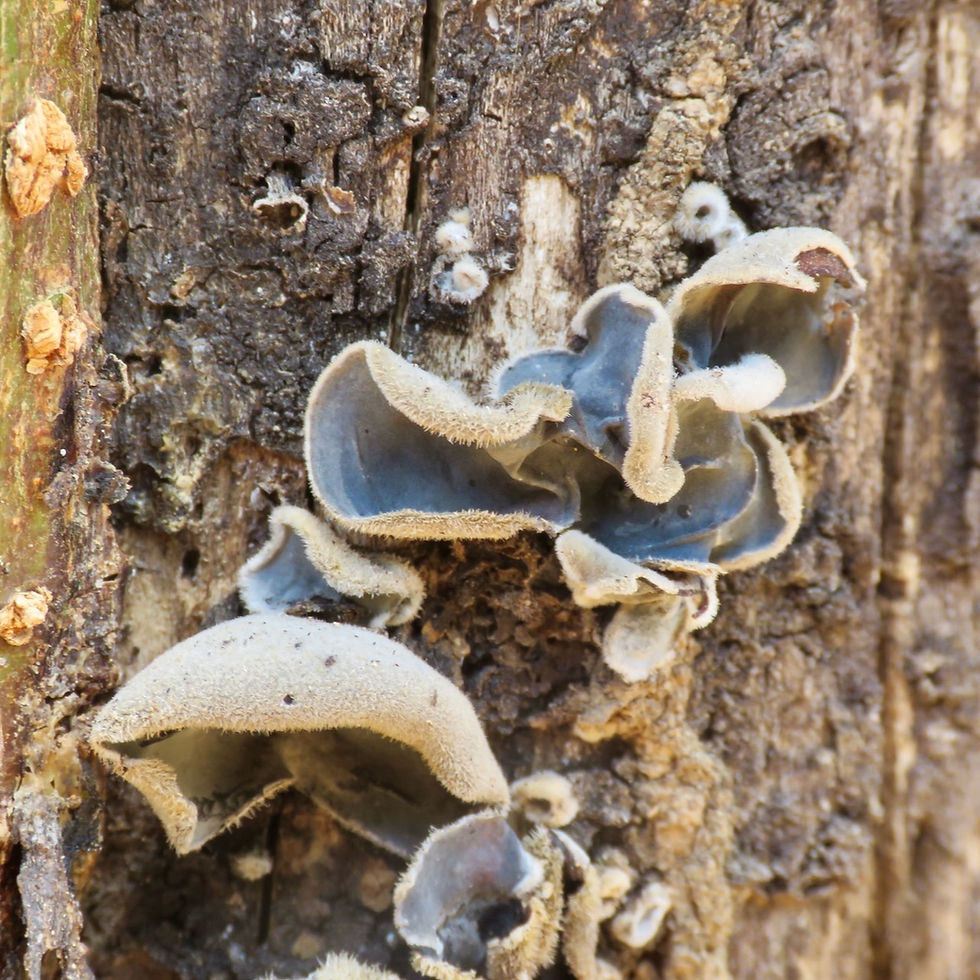 Fungi
