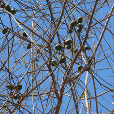 Red Mombin (Spondias purpurea)