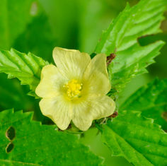 Three-lobe False Mallow (Malvastrum coromandelianum)