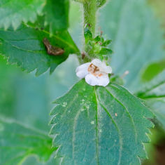 Capraria frutescens