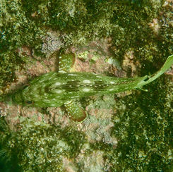 Starry Grouper (Epinephelus labriformis)