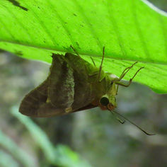 Gold-spotted Aguna (Aguna asander)