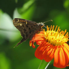Dorantes Longtail (Cecropterus dorantes)