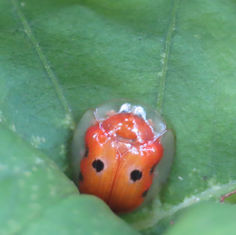 Golden Tortoise Beetle (Charidotella sepunctata)