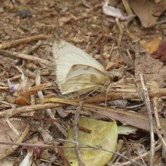 Laviana White-Skipper (Heliopetes laviana)