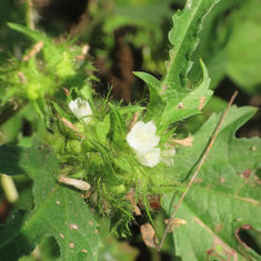 Roadside Leafbract (Malachra fasciata)