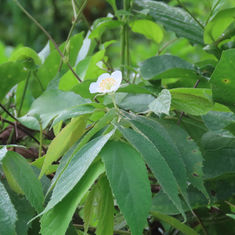 Calabur Tree / Jamaican Cherry (Muntingia calabura)