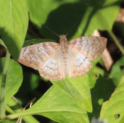 Pale Mylon (Hoodus pelopidas)