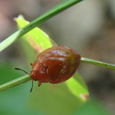 Aegithus melaspis - Pleasing Fungus Beetle