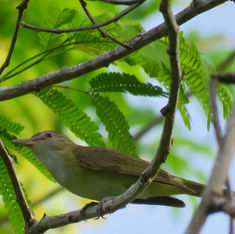 Yellow-green Vireo (Vireo flavoviridis)