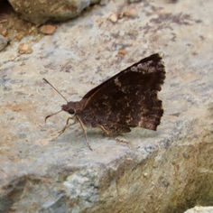 Mimosa Skipper (Cogia calchas)