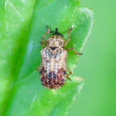Brachycoryna pumila