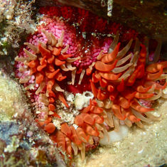 Cortez Sea Anemone (Bunodosoma californicum)