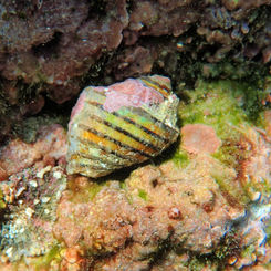 Thorn Latirus (Opeatostoma pseudodon)