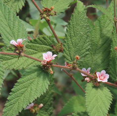 Hornbeam Leaved Melochia (Melochia nodiflora)